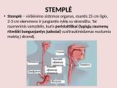 Virškinimo sistema pristatymas 10 puslapis