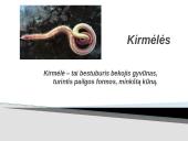 Kirmėlė – tai bestuburis bekojis gyvūnas