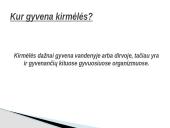 Kirmėlė – tai bestuburis bekojis gyvūnas 2 puslapis