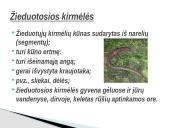 Kirmėlė – tai bestuburis bekojis gyvūnas 4 puslapis