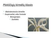 Kirmėlė – tai bestuburis bekojis gyvūnas 6 puslapis