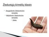 Kirmėlė – tai bestuburis bekojis gyvūnas 7 puslapis