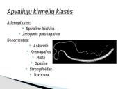 Kirmėlė – tai bestuburis bekojis gyvūnas 8 puslapis