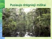 Miškai – pasaulio turtas pristatymas 11 puslapis