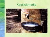 Miškai – pasaulio turtas pristatymas 12 puslapis