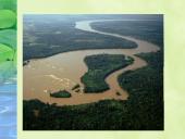 Miškai – pasaulio turtas pristatymas 3 puslapis