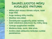 Miškai – pasaulio turtas pristatymas 5 puslapis