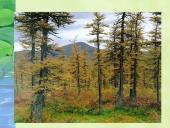 Miškai – pasaulio turtas pristatymas 6 puslapis