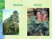 Miškai – pasaulio turtas pristatymas 7 puslapis