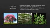 Atogrąžų (tropinis) klimatas 5 puslapis