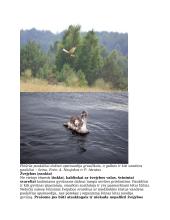 Grėsmės laukiniams gyvūnams 2 puslapis