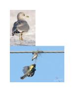 Grėsmės laukiniams gyvūnams 4 puslapis