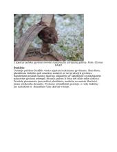 Grėsmės laukiniams gyvūnams 6 puslapis