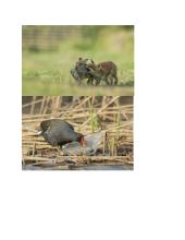 Grėsmės laukiniams gyvūnams 7 puslapis