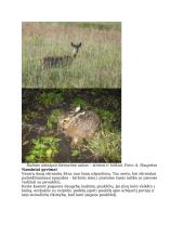 Grėsmės laukiniams gyvūnams 10 puslapis