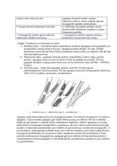 Mikrocirkuliacijos intrakraujagysliniai sutrikimai uždegimo židinyje 4 puslapis