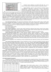 Informatikos termino kilmė ir apibrėžimai 17 puslapis