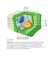Augalų, gyvūnų ir grybų ląstelių palyginimas, ameba, konspektas 4 puslapis