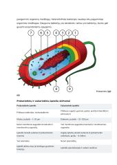 Augalų, gyvūnų ir grybų ląstelių palyginimas, ameba, konspektas 6 puslapis