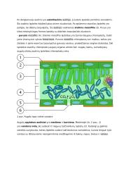 Augalų audiniai ir jų funkcijos konspektas 2 puslapis