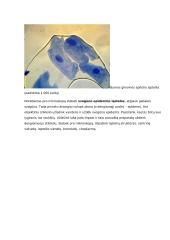 Augalų audiniai ir jų funkcijos konspektas 11 puslapis