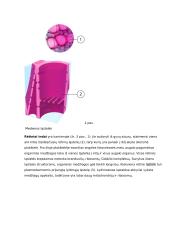 Augalų audiniai ir jų funkcijos konspektas 3 puslapis