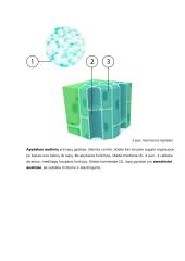 Augalų audiniai ir jų funkcijos konspektas 4 puslapis