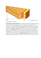 Augalų audiniai ir jų funkcijos konspektas 5 puslapis