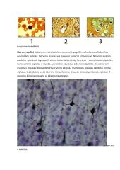 Augalų audiniai ir jų funkcijos konspektas 9 puslapis