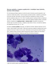 Augalų audiniai ir jų funkcijos konspektas 10 puslapis