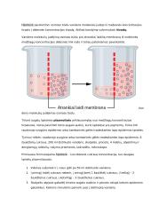 Osmoso reiškinio ir augalų ląstelių plazmolizės tyrimas 2 puslapis