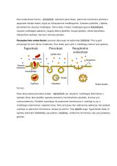 Osmoso reiškinio ir augalų ląstelių plazmolizės tyrimas 6 puslapis