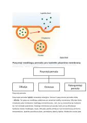 Osmoso reiškinio ir augalų ląstelių plazmolizės tyrimas 7 puslapis