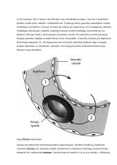 Osmoso reiškinio ir augalų ląstelių plazmolizės tyrimas 8 puslapis