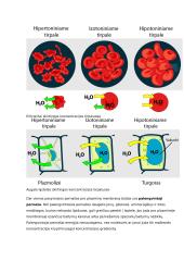 Osmoso reiškinio ir augalų ląstelių plazmolizės tyrimas 10 puslapis