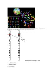 Aleliniai genai konspektas 2 puslapis