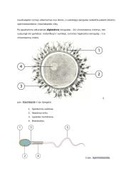 Lytinių ląstelių sandara ir prisitaikymas atlikti funkcijas konspektas 2 puslapis
