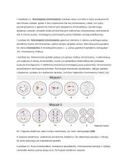 Lytinių ląstelių sandara ir prisitaikymas atlikti funkcijas konspektas 4 puslapis