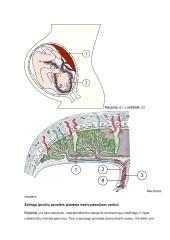 Placenta ir jos reikšmė besivystančiam vaisiui konspektas 2 puslapis