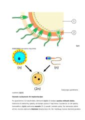 Placenta ir jos reikšmė besivystančiam vaisiui konspektas 4 puslapis