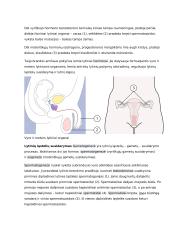 Placenta ir jos reikšmė besivystančiam vaisiui konspektas 6 puslapis