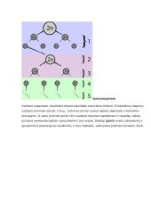 Placenta ir jos reikšmė besivystančiam vaisiui konspektas 7 puslapis