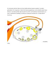 Placenta ir jos reikšmė besivystančiam vaisiui konspektas 9 puslapis
