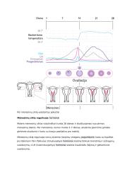 Placenta ir jos reikšmė besivystančiam vaisiui konspektas 10 puslapis