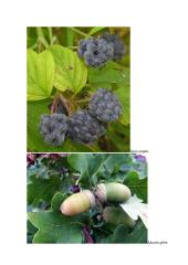 Sėkloms dygti reikalingos sąlygos konspektas 11 puslapis