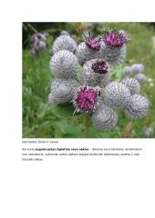 Sėkloms dygti reikalingos sąlygos konspektas 12 puslapis