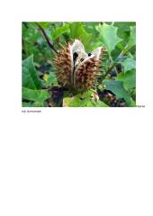 Sėkloms dygti reikalingos sąlygos konspektas 13 puslapis