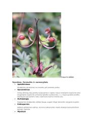 Sėkloms dygti reikalingos sąlygos konspektas 14 puslapis