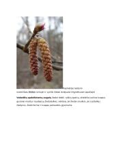 Sėkloms dygti reikalingos sąlygos konspektas 4 puslapis