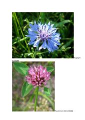 Sėkloms dygti reikalingos sąlygos konspektas 5 puslapis